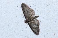 Eupithecia virgaureata