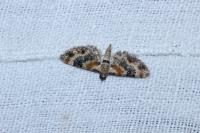 Eupithecia linariata