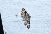 Epirrhoe alternata
