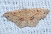 Cyclophora porata