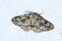 Cleorodes lichenaria