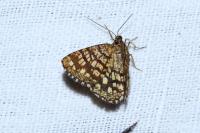 Chiasmia clathrata