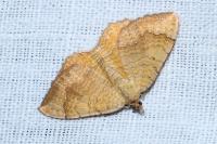 Camptogramma bilineata