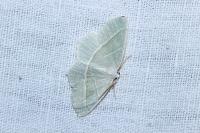 Campaea margaritaria
