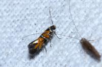 Chrysoesthia drurella