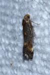 Apodia bifractella