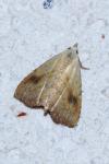 Rivula sericealis