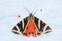 Euplagia quadripunctaria