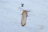 Katha depressa