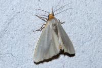 Eilema caniola