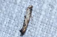 Epermenia aequidentella
