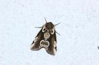 Thyatira batis