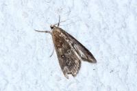 Parapoynx stratiotata