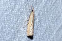 Agriphila geniculea