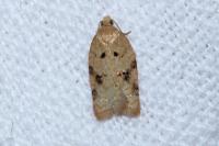 Acleris ferrugana/notana