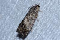 Cydia splendana