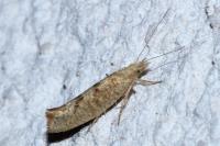 Ypsolopha alpella