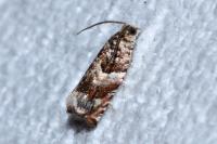 Gypsonoma minutana
