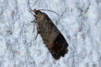 Cydia splendana