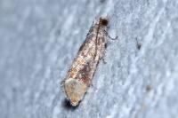 Clavigesta purdeyi