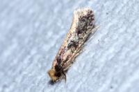 Monopis crocicapitella