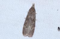 Lamoria anella