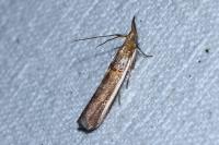 Etiella zinckenella