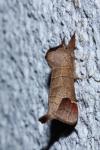 Clostera curtula