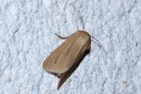 Mythimna pallens