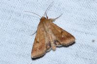Helicoverpa armigera