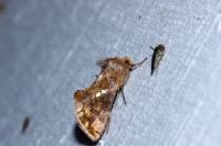 Chrysodeixis chalcites