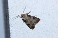 Agrotis puta