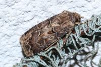 Agrotis bigramma