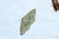 Hylaea fasciaria