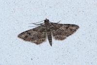 Gymnoscelis rufifasciata