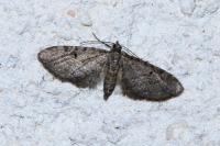 Eupithecia virgaureata
