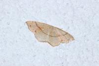 Cyclophora punctaria