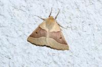 Crocallis elinguaria