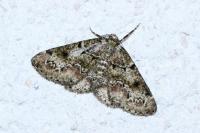 Cleorodes lichenaria
