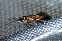 Chrysoesthia drurella
