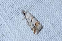 Eublemma candidana