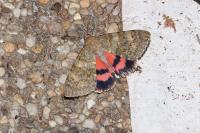 Catocala elocata
