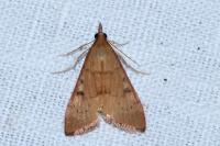 Uresiphita gilvata