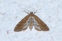 Parapoynx stratiotata