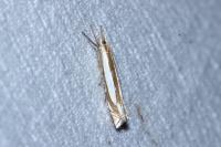 Crambus pascuella