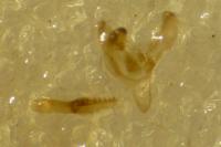 Phycitodes albatella