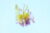 Scrobipalpa salinella