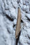 Batrachedra parvulipunctella