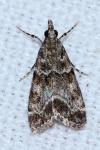 Eudonia mercurella