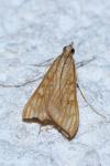 Antigastra catalaunalis